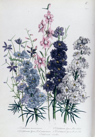 Delphiniums, planche 3 de 